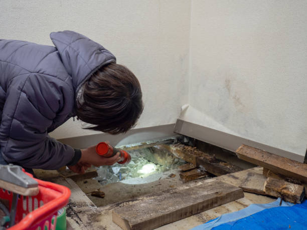 Best Real Estate Mold Inspection  in Reisterstown, MD