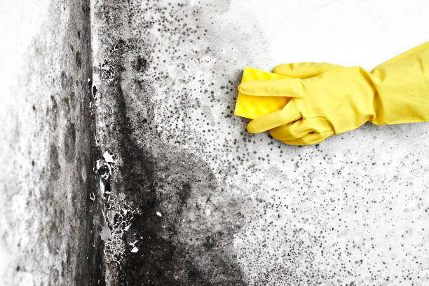 Best Mold Odor Removal Services  in Reisterstown, MD