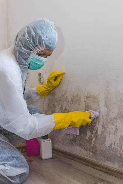 Best Mold Damage Restoration  in Reisterstown, MD
