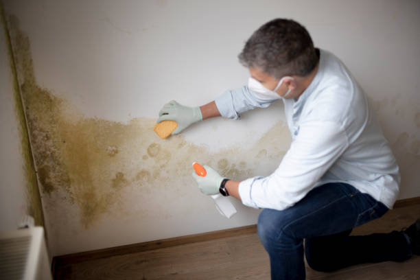 Best Mold-Related Health Consultation  in Reisterstown, MD